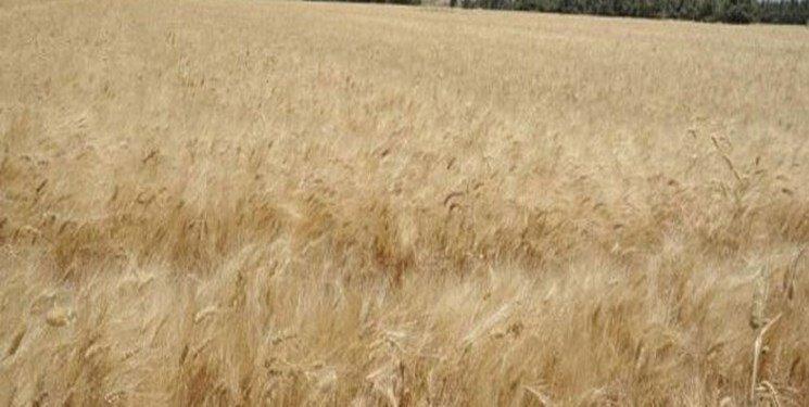 ترکیه پروژه سرقت محصولات کشاورزی سوریه را کلید زد