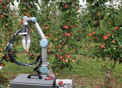 فراوری رباتی که با سرعت انسان میوه می چیند