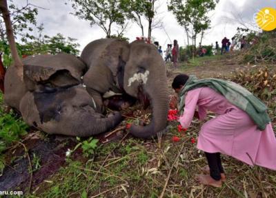 (ویدئو) مرگ دردناک 18 فیل بر اثر صاعقه