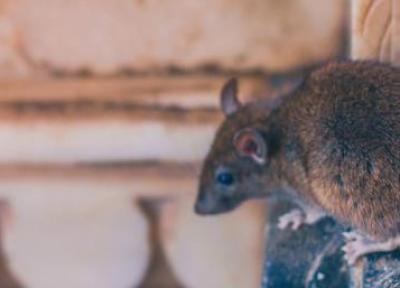 تور ارزان هند: معبد موش ها در هند با 20 هزار موش
