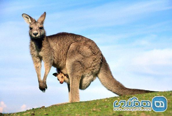 کانگورو، پستانداری محبوب ، محبوبترین پستاندار استرالیا